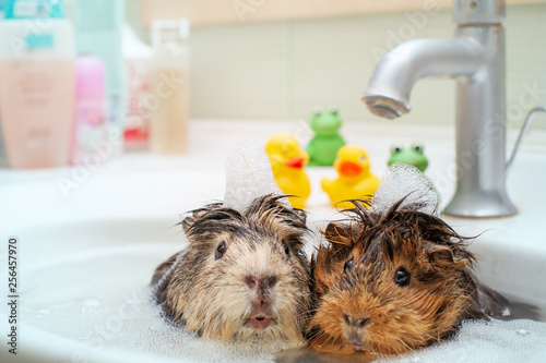 They love to swim together. Couple of funny animals шт еру bathroom