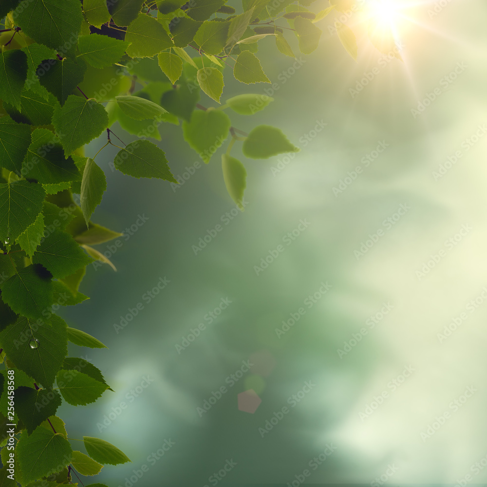 Obraz premium Rainy morning. Abstract seasonal backgrounds with green foliage, dew and sun beam
