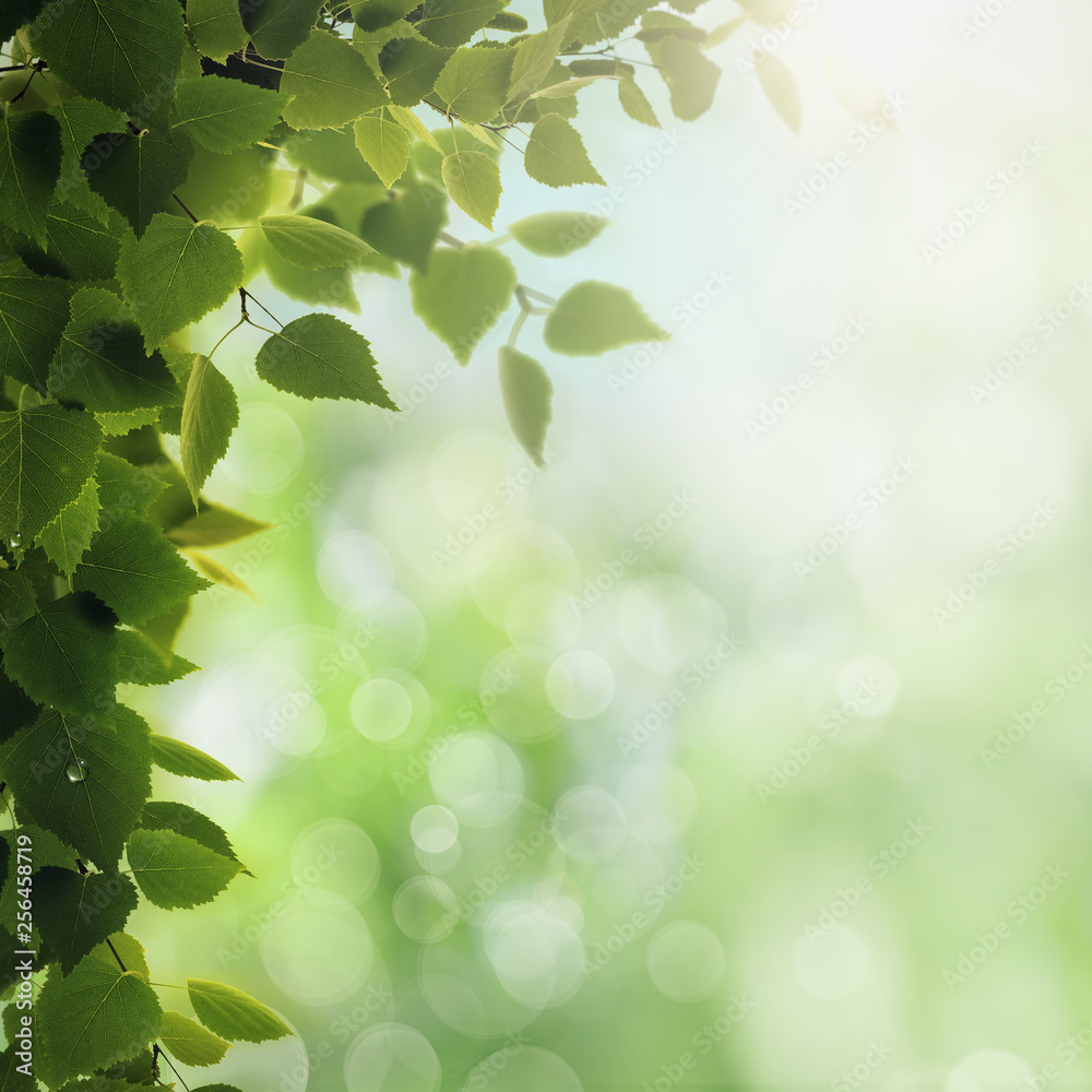 Morning dew. Seasonal backgrounds with clean dew on the foliage and bright sunlight Morning dew. Seasonal backgrounds with clean dew on the foliage and bright sunlight