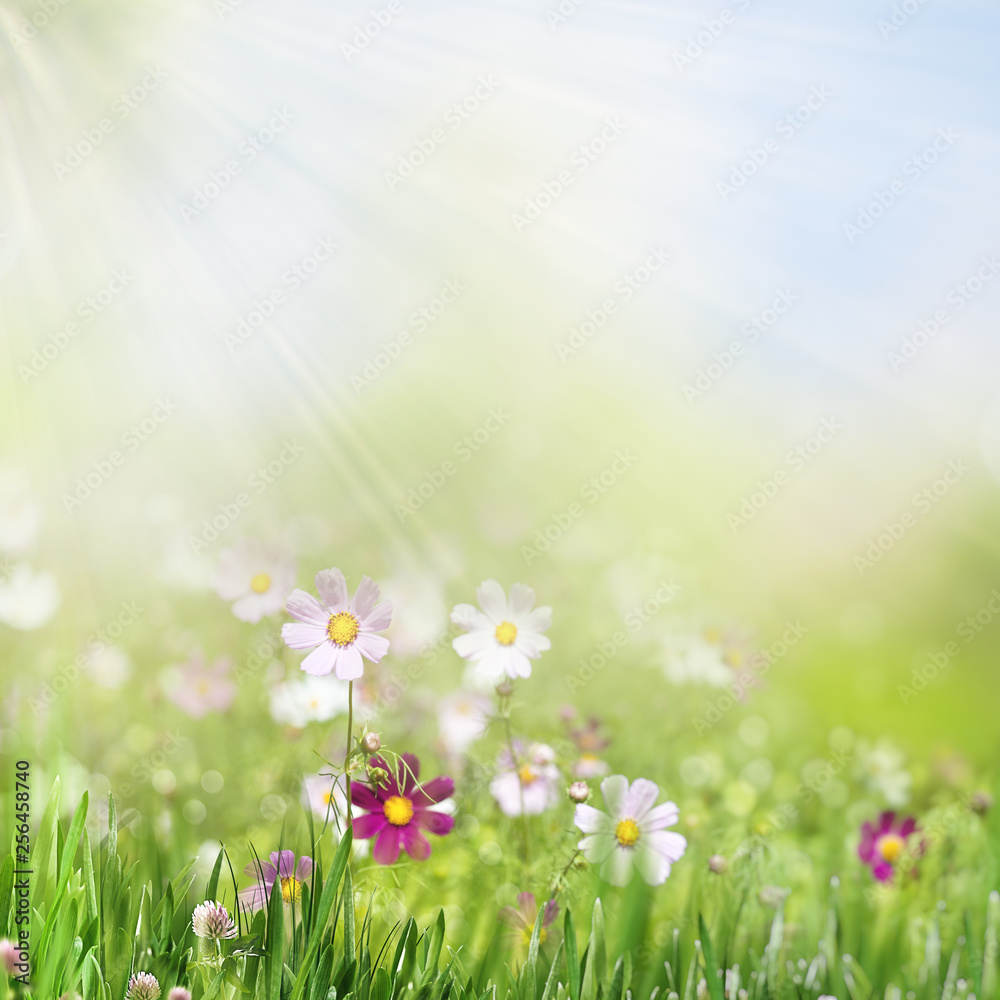 Beauty summer day on the smokey meadow, environmental backgrounds