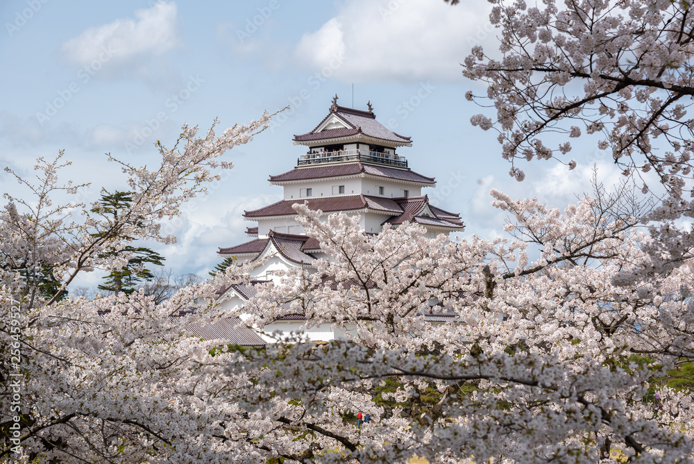 Fototapeta premium Tsuruga-jo castle with sakura