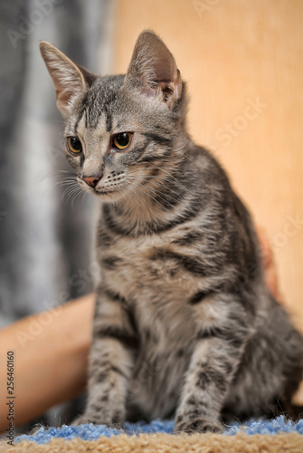 beautiful gray striped kitten with big expressive eyes photo