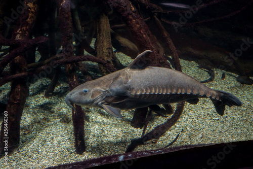 Ripsaw Catfish (Oxydoras niger) swimming photo