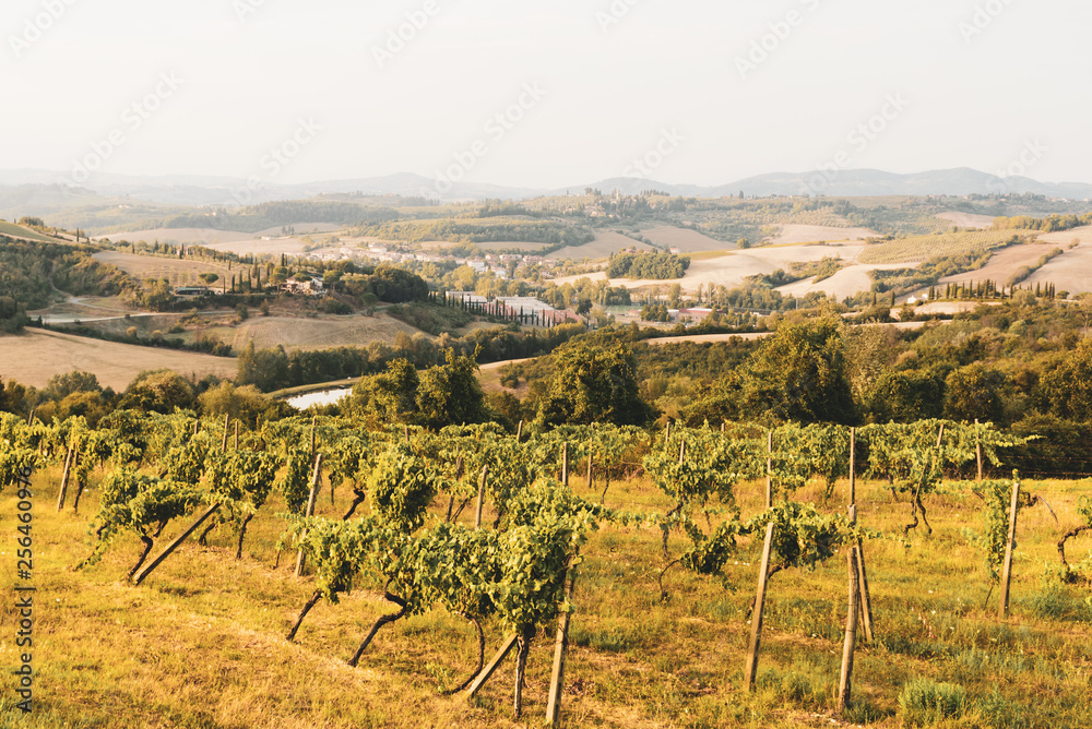 Grape fields in Tuscany