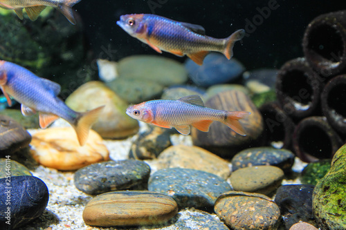 Red Shiner fish (Cyprinella lutrensis) North American fish photo