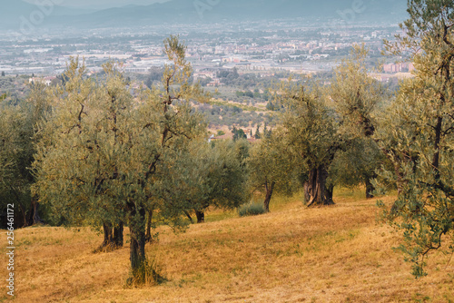 Olive trees in Tuscany Florence