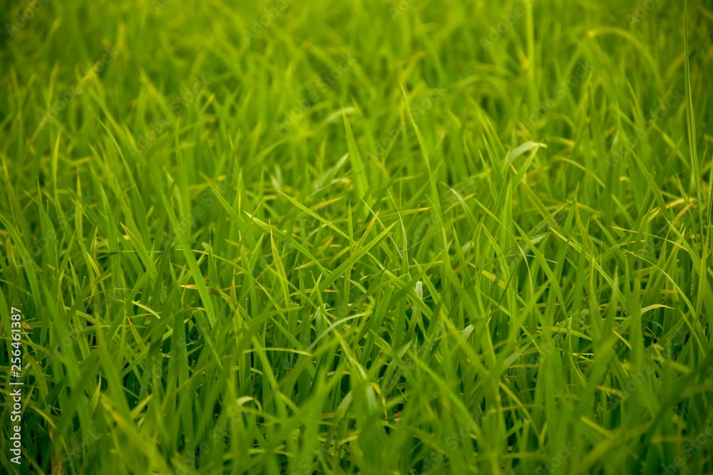Green rice fields Green rice fields