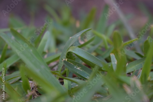 Acercamiento de pasto verde con detalles amarillos y ocres