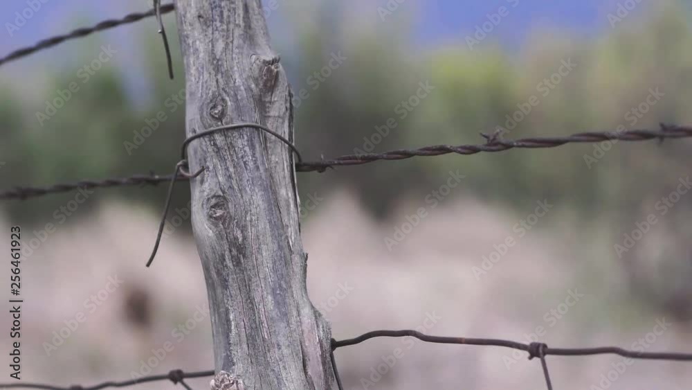 Close up of elderly woman's rancher hands repairing old barbed wire fence on a ranch in West Texas Close up of elderly woman's rancher hands repairing old barbed wire fence on a ranch in West Texas