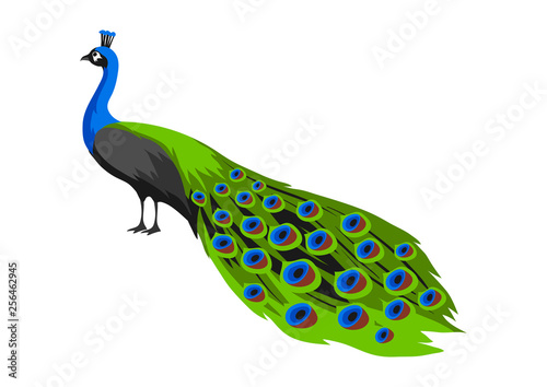 Illustration of peacock. Tropical exotic bird on white background.