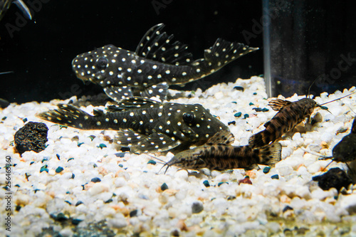 Snowball Pleco (Baryancistrus sp. L142) and Talking Catfish photo