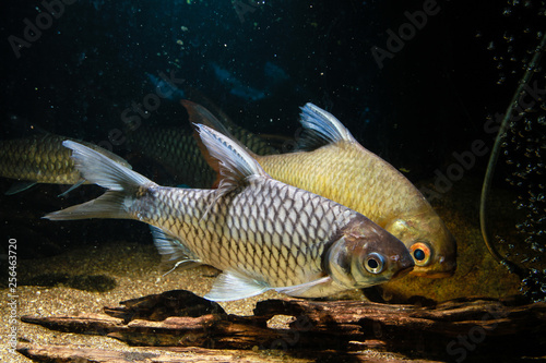 Silver barb (Barbonymus gonionotus) photo