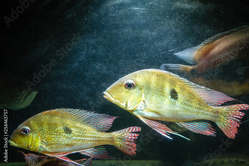 Pair of Eartheater Cichlid (Geophagus Dicrozoster) photo