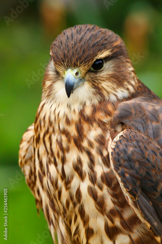 Merlin (Falco columbarius) Bird of Prey close up head and shoulders