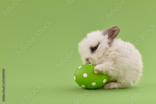 Canvas Print White baby bunny rabbit with green painted polka-dotted egg on green background