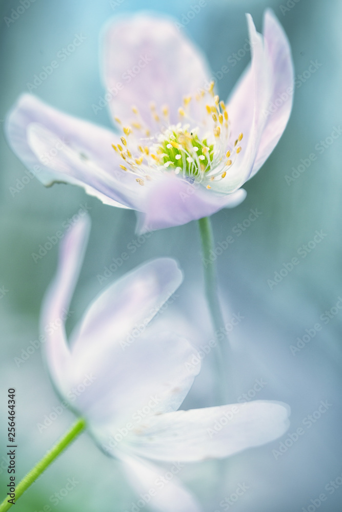 Naklejka premium wood anemone wild flower abstract. Romantic dreamy soft focus macro of a pink wildflower depicting purity, serenity and hope for true lovetrue love, romantic, romance,