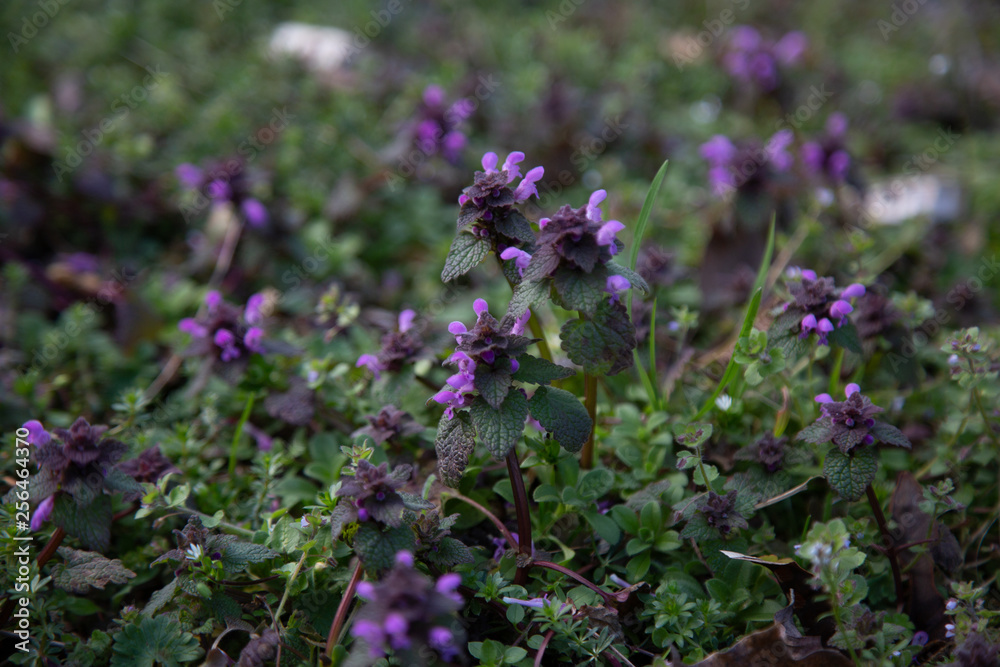Obraz premium purple clover meadow
