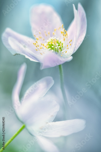 wood anemone wild flower abstract. Romantic dreamy soft focus macro of a pink wildflower depicting purity, serenity and hope for true lovetrue love, romantic, romance,