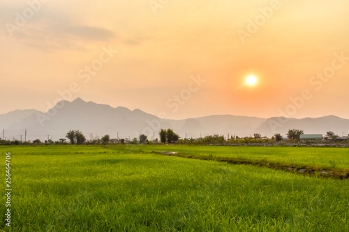 Green rice fields With the background as the evening sun is falling.