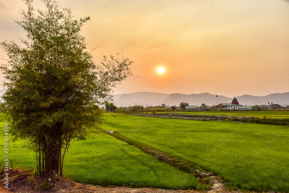 Green rice fields With the background as the evening sun is falling.