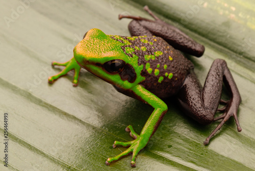 Poison dart frog, Ameerega silverstonei.  A tropical rain forest animal from the Amazon jungle in Peru. photo