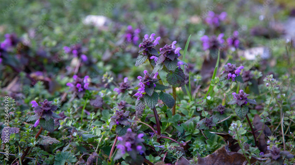 Obraz premium catmint nepeta blue dragon 