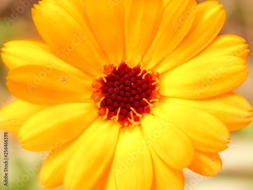 Preparations made on the basis of Calendula have a calming effect on the central nervous system  reduce reflex excitability  have a bactericidal effect against a number of pathogens.