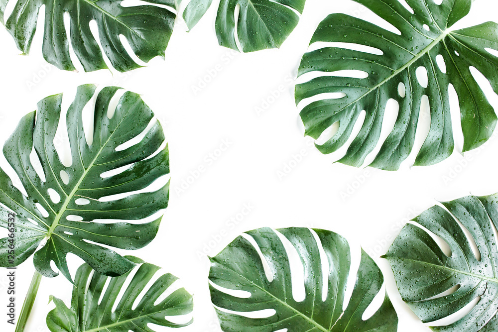 Obraz Tropikalny liść palmowy Monstera z kroplami rosy na białym tle. Płaski układ, widok z góry