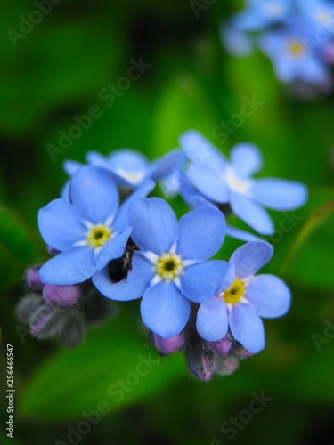 Inflorescence of blue forget-me-nots on a green background close up