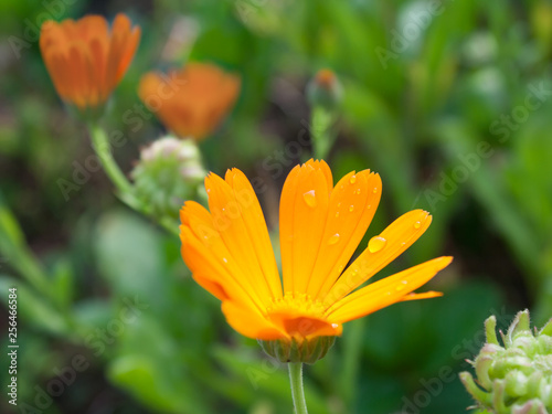 Preparations made on the basis of Calendula have a calming effect on the central nervous system  reduce reflex excitability  have a bactericidal effect against a number of pathogens.