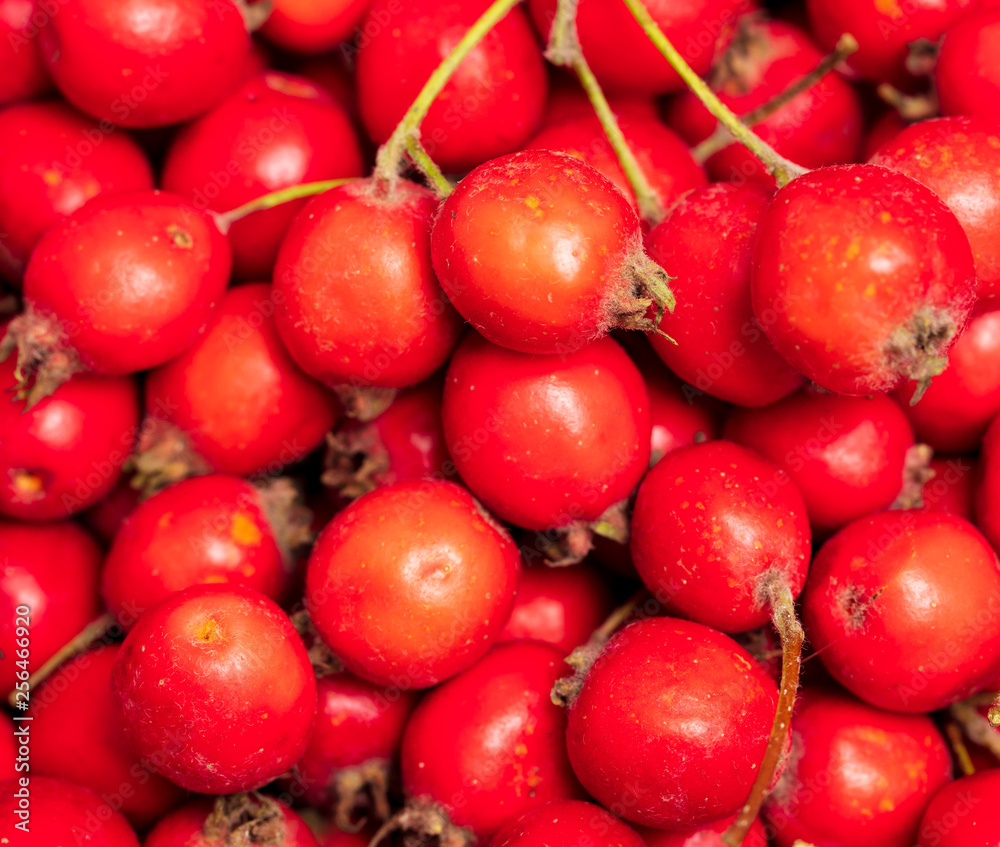 Red hawthorn berries as background Red hawthorn berries as background