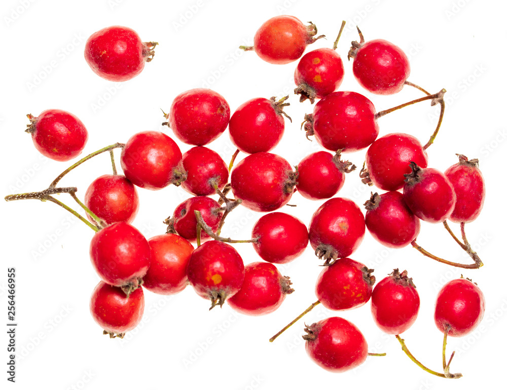 Fototapeta premium Red hawthorn berries on a white background