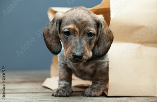 dachshund puppy paper bag 