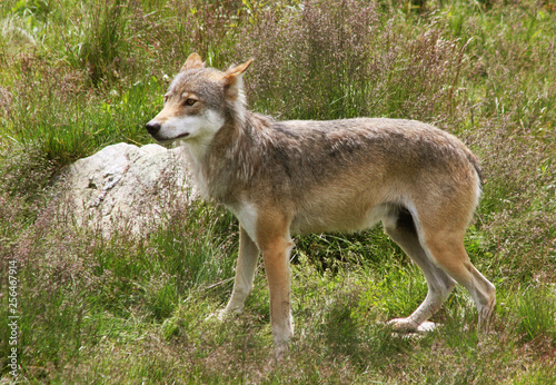 Norwegian Wolf © TorOlav