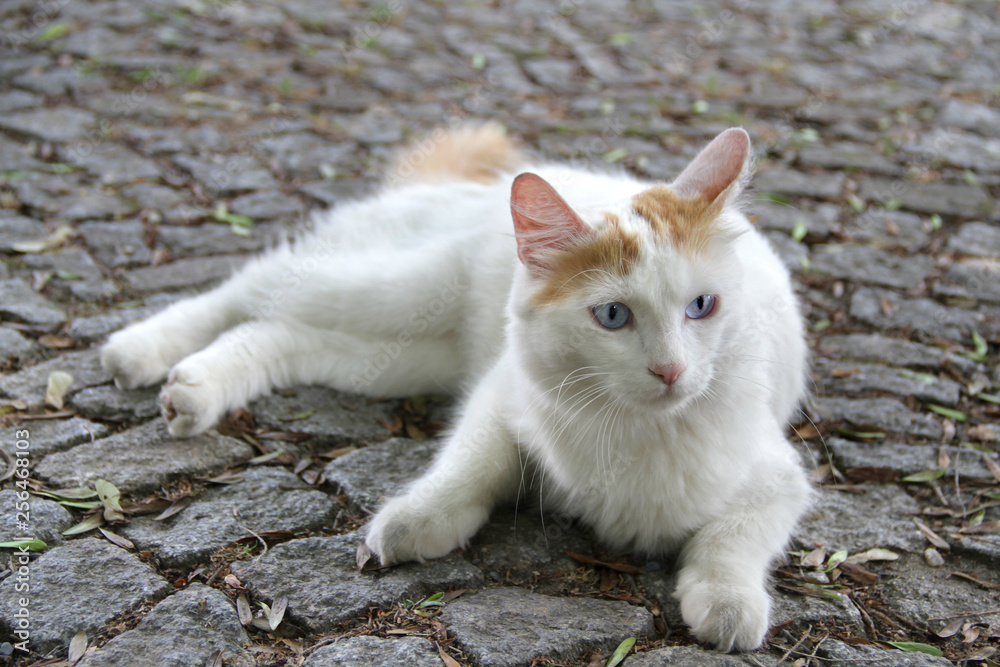 Türkisch Van Katze liegt auf Straßenpflaster Stock Photo | Adobe Stock