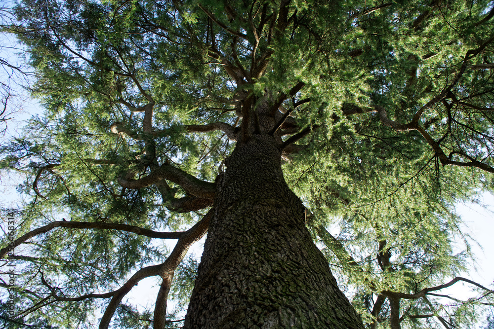Naklejka premium Fir tree stem, pine forest and sun beam.