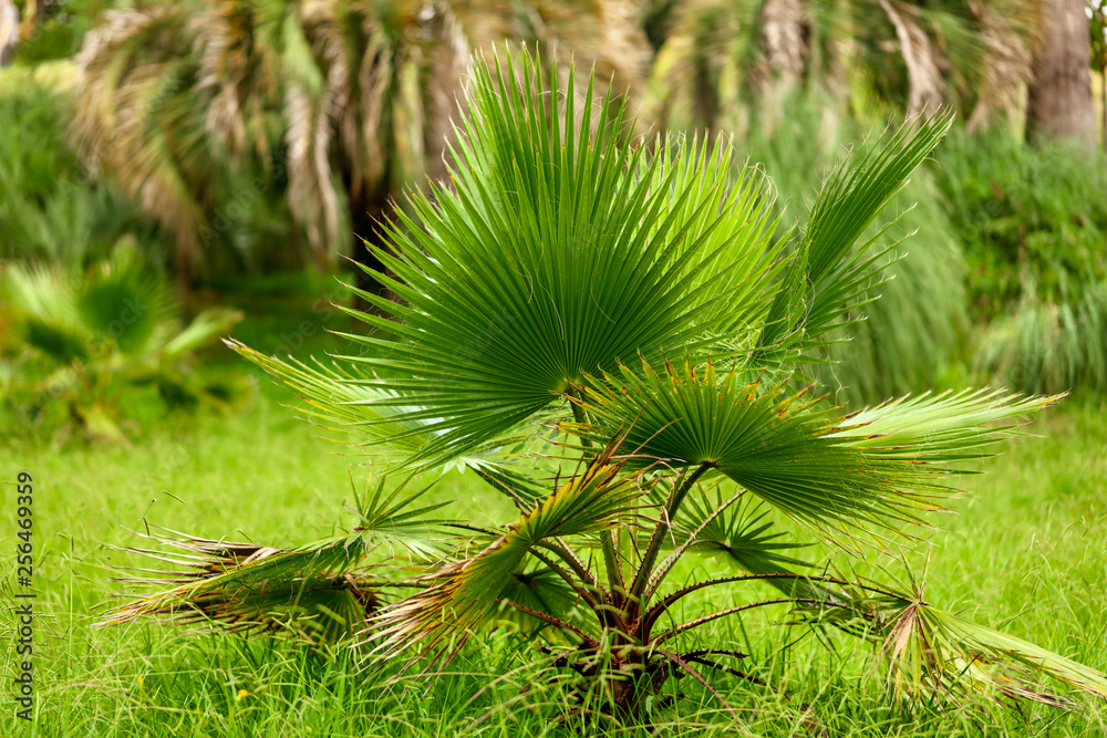 Fototapeta premium Palm trees in the park. Subtropical climate