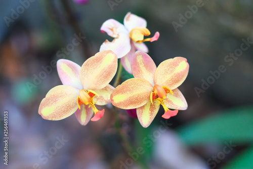 wild orange orchids
