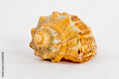 sea shell on white background close up