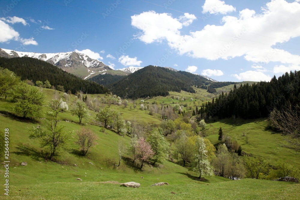 Green grain fields and blue sky with clouds.savsat/artvin/turkey Green grain fields and blue sky with clouds.savsat/artvin/turkey