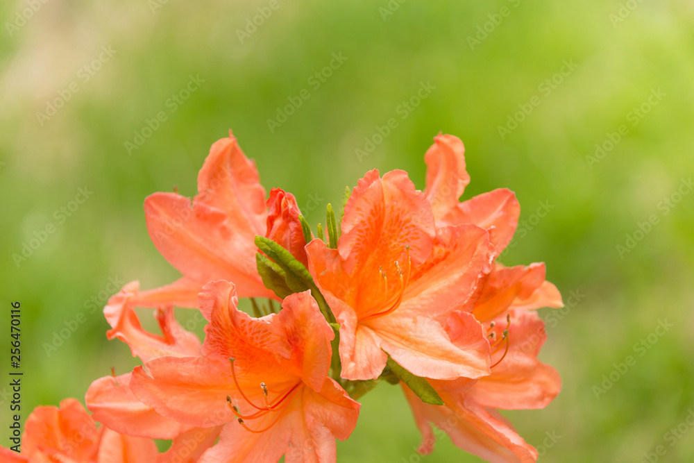 Obraz premium レンゲツツジ