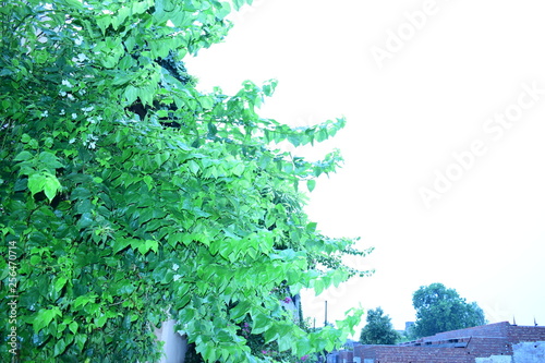 Green Leaves After Rain Effects