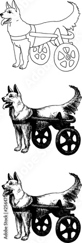 Dog with disabilities