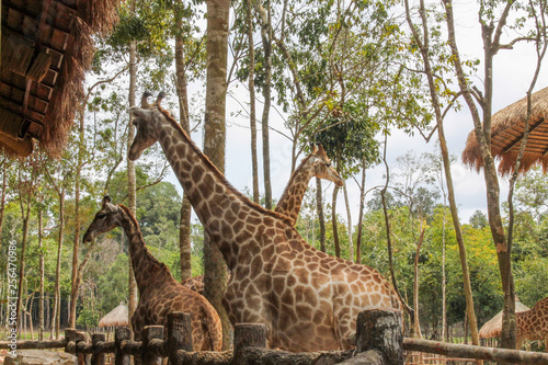 Canvas Print giraffe