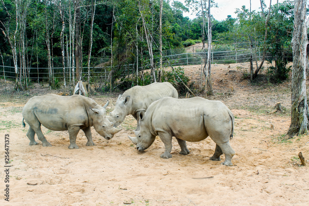 Obraz premium rhinoceros