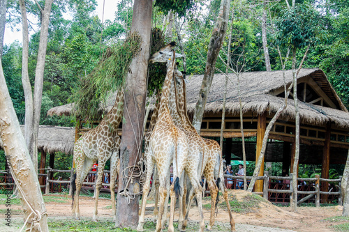 Canvas Print giraffe
