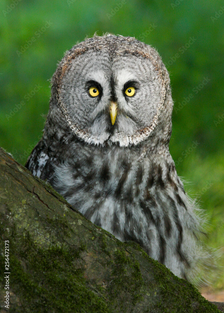 Obraz premium Great Grey Owl (Strix nebulosa) Bird of Prey
