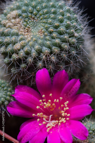  blooming cactus in a pot