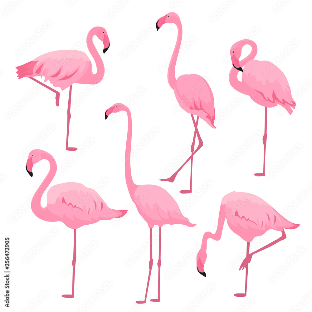 Obraz premium A set of pink flamingos in various poses