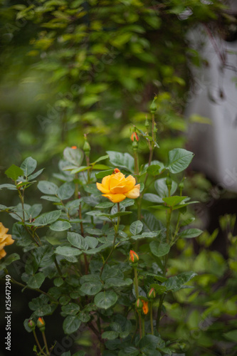 flower in the country bed